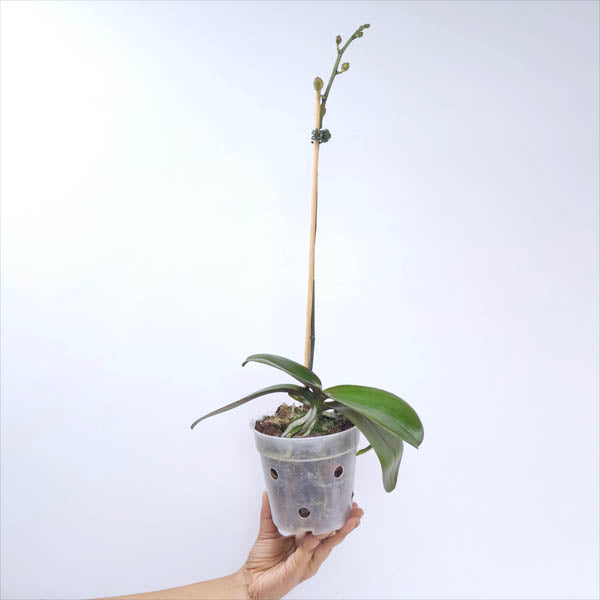 Phalaenopsis Little Emperor - FF