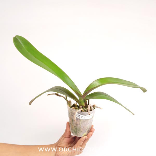 Phalaenopsis Pretty Heart Orchid Plant - FF