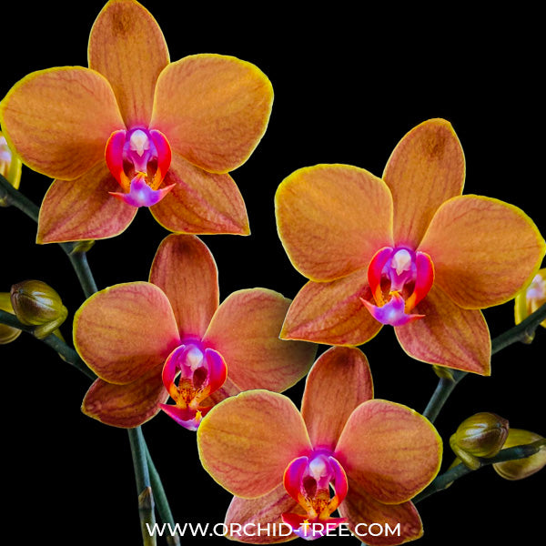 Phalaenopsis Burnt Sienna - BS