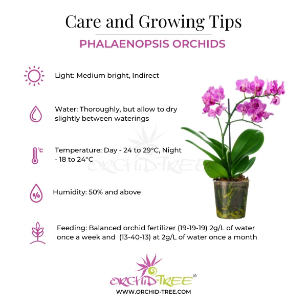 Phalaenopsis schilleriana sp. Orchid Plant - SS