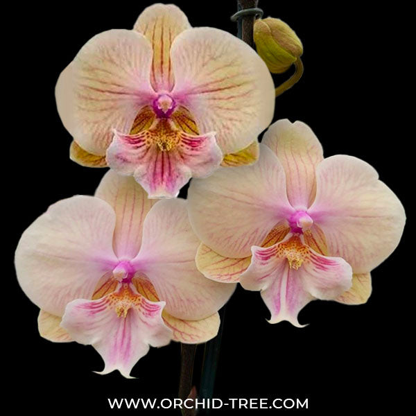 Phalaenopsis Echoes - BS