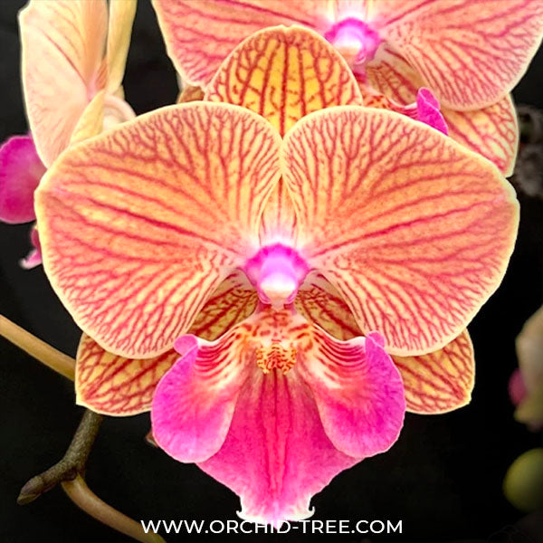 Phalaenopsis Golden Water - BS