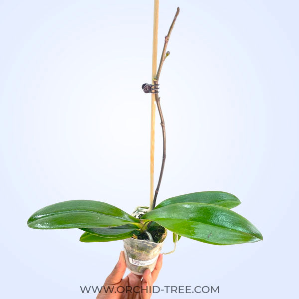 Phalaenopsis Golden Water - BS