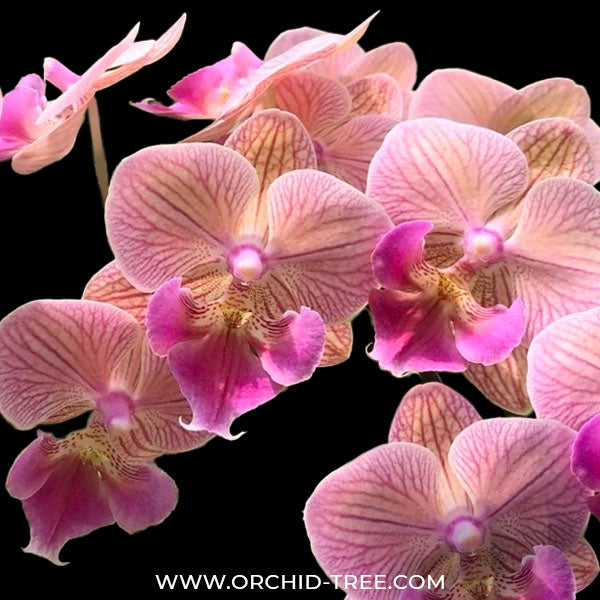 Phalaenopsis Golden Water - BS