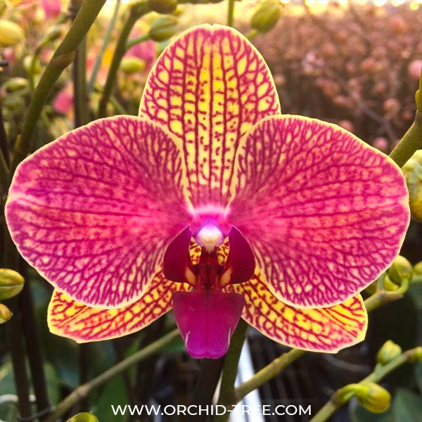 Phalaenopsis Neptune - BS