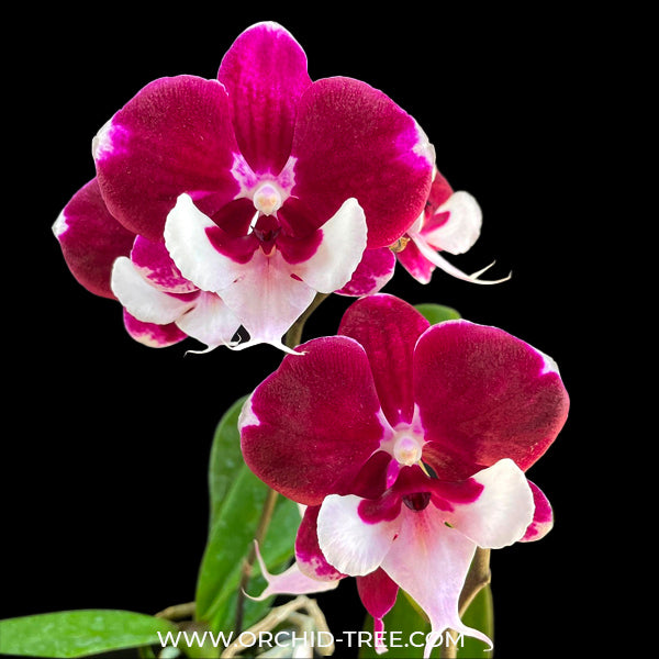Phalaenopsis Younghome Santa - BS
