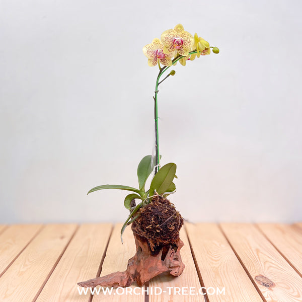 Drift Wood Mounted Display Of Orchid Plants - FF