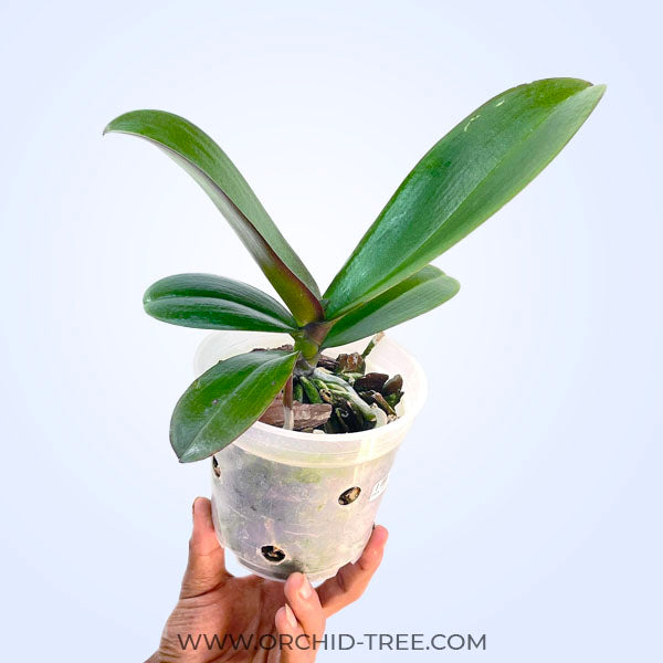 Phalaenopsis Echoes - BS