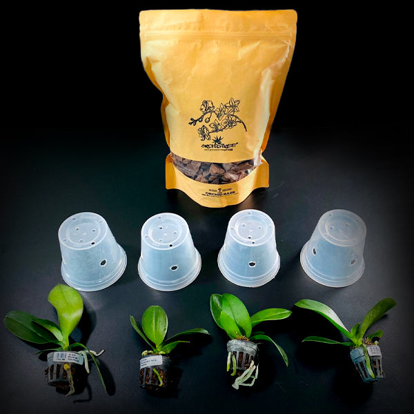 Phalaenopsis Seedling Combo SS | Pack of 4