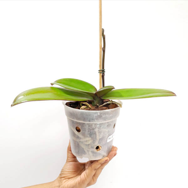 Phalaenopsis Lianher Purple Satin Orchid Plant - FF