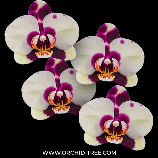 Phalaenopsis Combo Pack of 2 - FF
