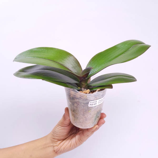 Phalaenopsis Surprising Peacock Orchid Plant - BS