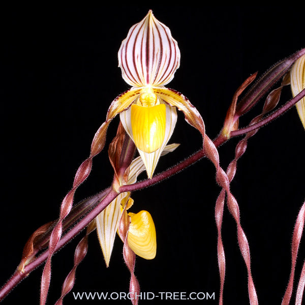Paphiopedilum philippinense sp. - BS