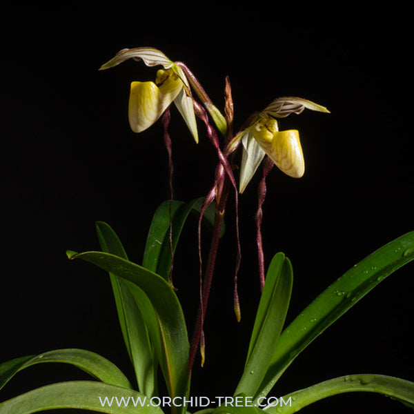 Paphiopedilum philippinense sp. - BS