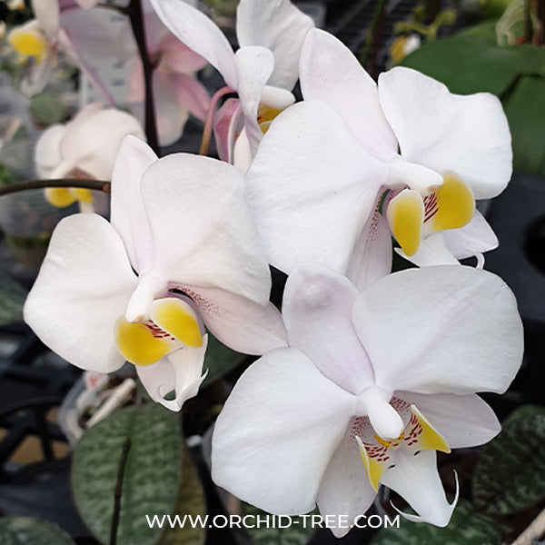 Phalaenopsis philippinensis sp. Orchid Plant - FF - Buy Orchids Plants Online by Orchid-Tree.com