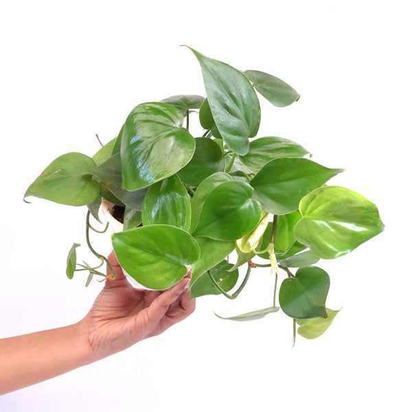 Philodendron Green Heart Leaf