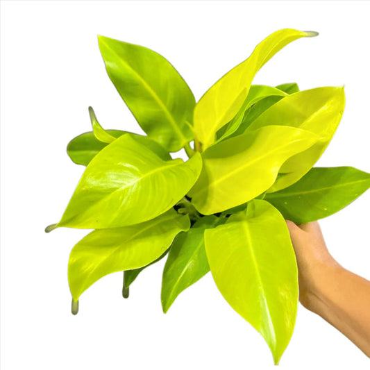 Philodendron Moonshine