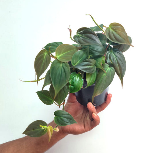 Philodendron Micans | Oxycardium black Small Pot