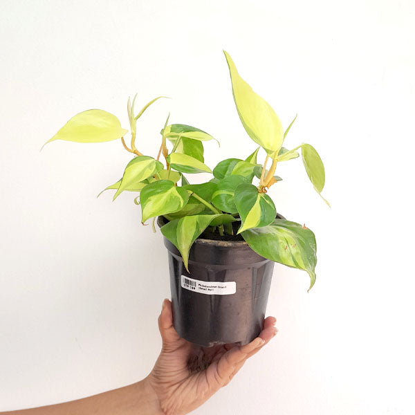 philodendron in tiny pot Philodendron Brasil Small Pot – Orchid-Tree