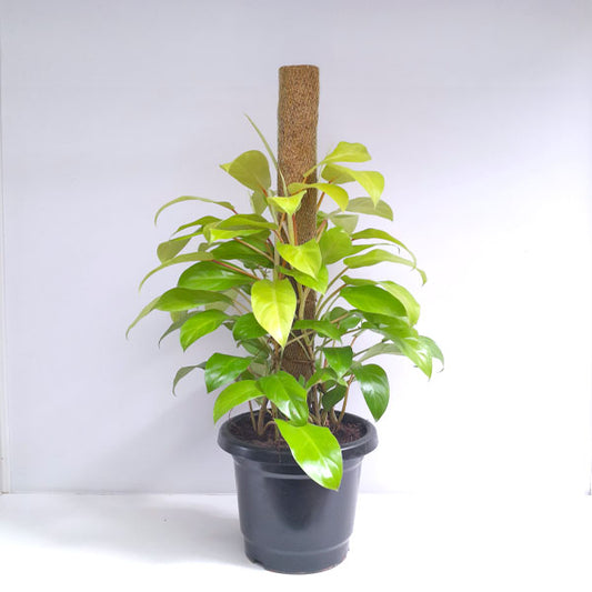 Philodendron Ceylon Golden - Big