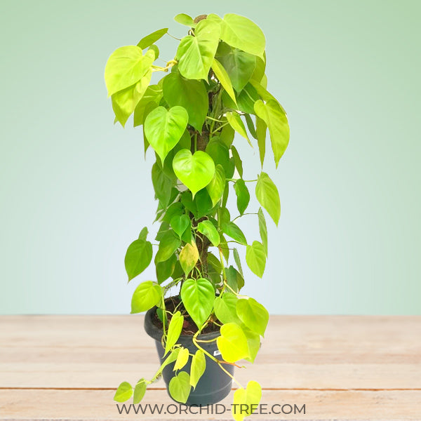 Philodendron Lemon Lime