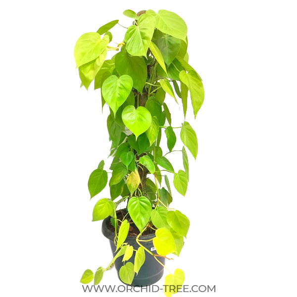 Philodendron Lemon Lime