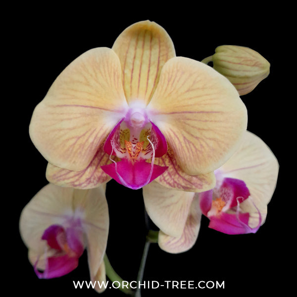 Phalaenopsis Crack of Dawn Orchid Plant - FF