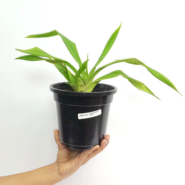 Phragmipedium Sedenii Orchid Plant - BS