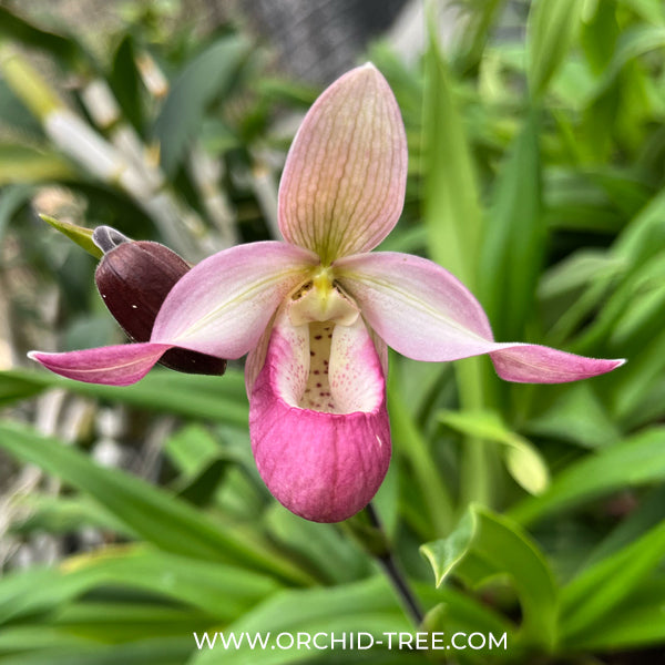 Phragmipedium Sedenii Orchid Plant - BS
