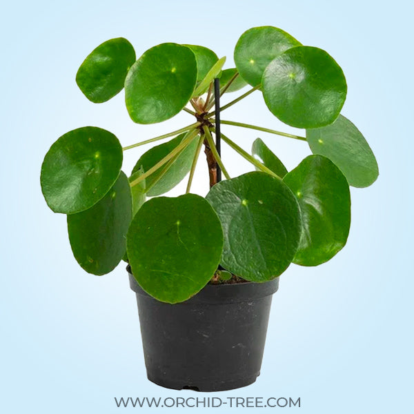 Peperomioides Pilea