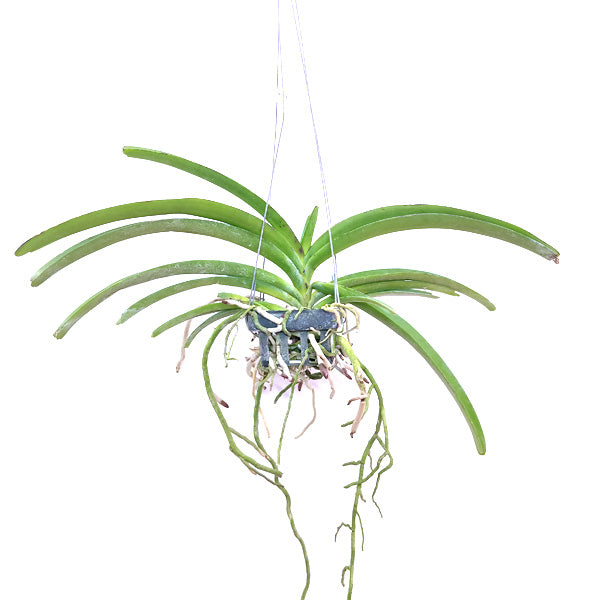 Vanda Pine River x Sasicha - BS