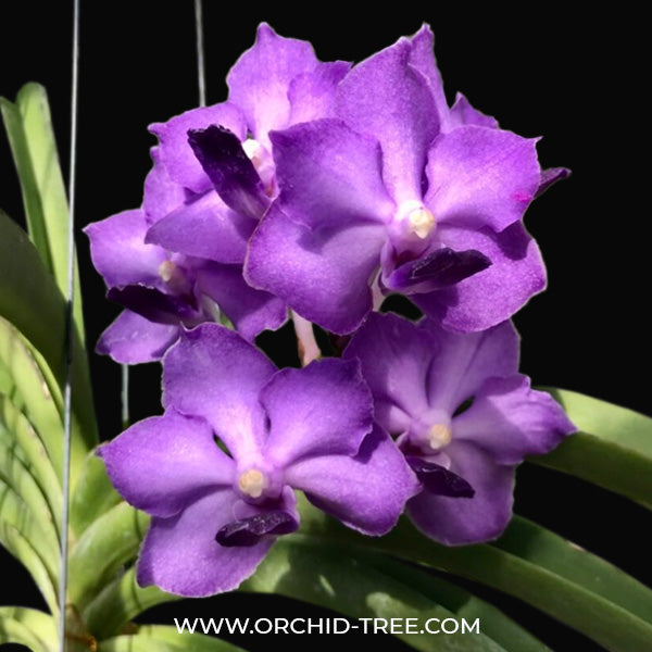 Vanda Pine River x Sasicha - BS