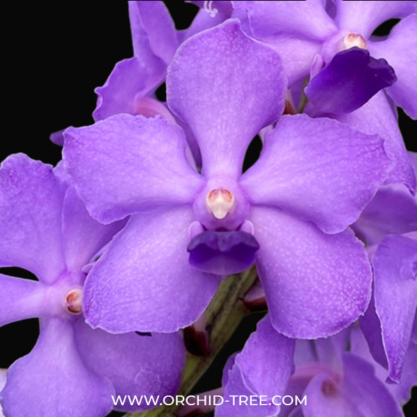Vanda Pine River x Sasicha - BS