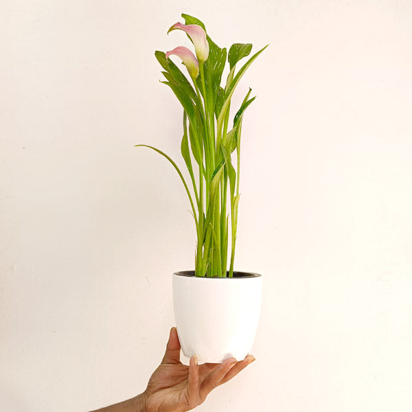 Calla Lilly Pink with flowers