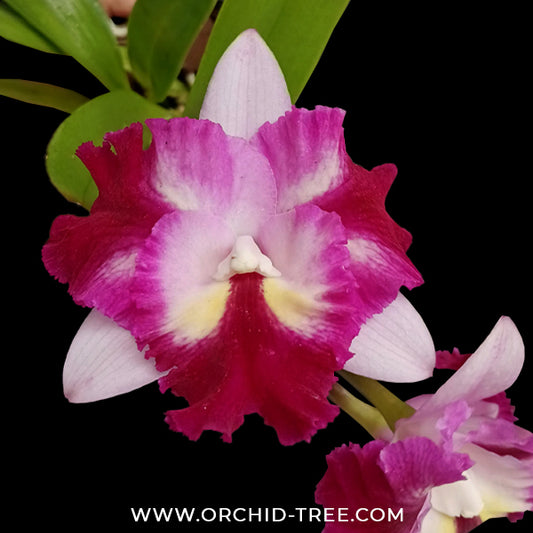 Cattleya (Lc.) Pink Pleat Orchid Plant - BS