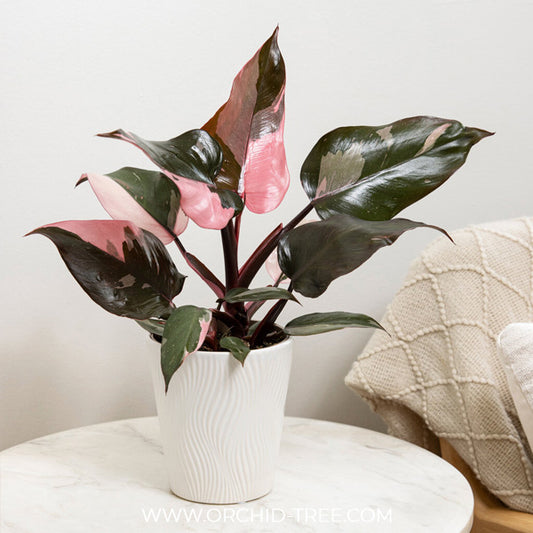 Philodendron Pink Princess