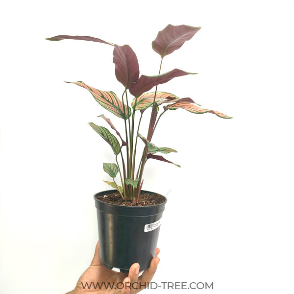 Calathea | 2 Varities
