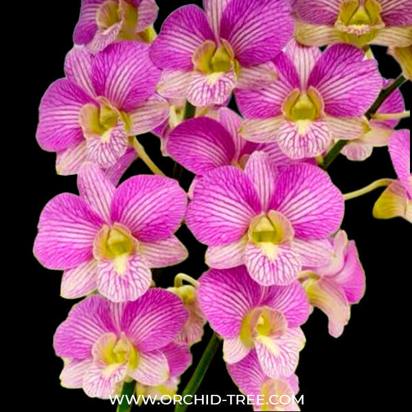 Dendrobium Pink Stripe 248 - BS