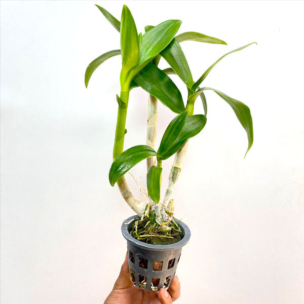 Dendrobium Pink Stripe 248 - BS