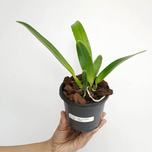 Cattleya (Lc.) Pink Pleat Orchid Plant - BS