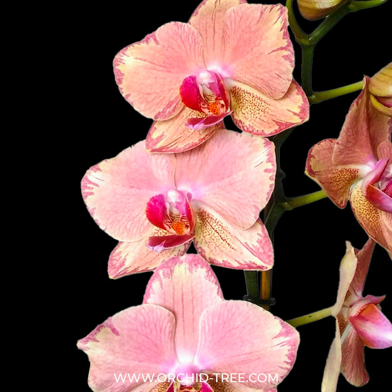 Phalaenopsis Pirate Picotee - FF