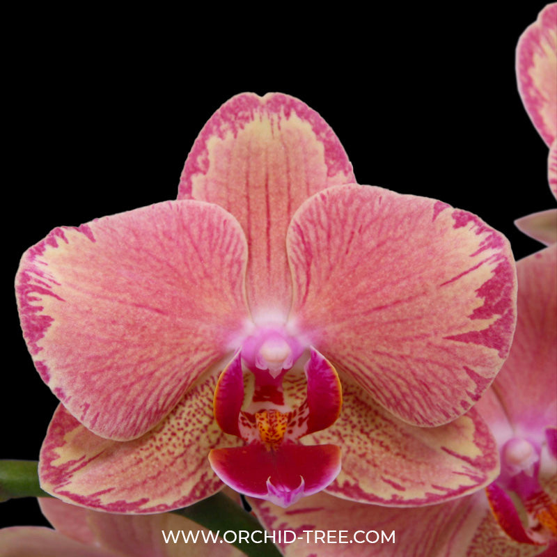 Phalaenopsis Pirate Picotee - FF