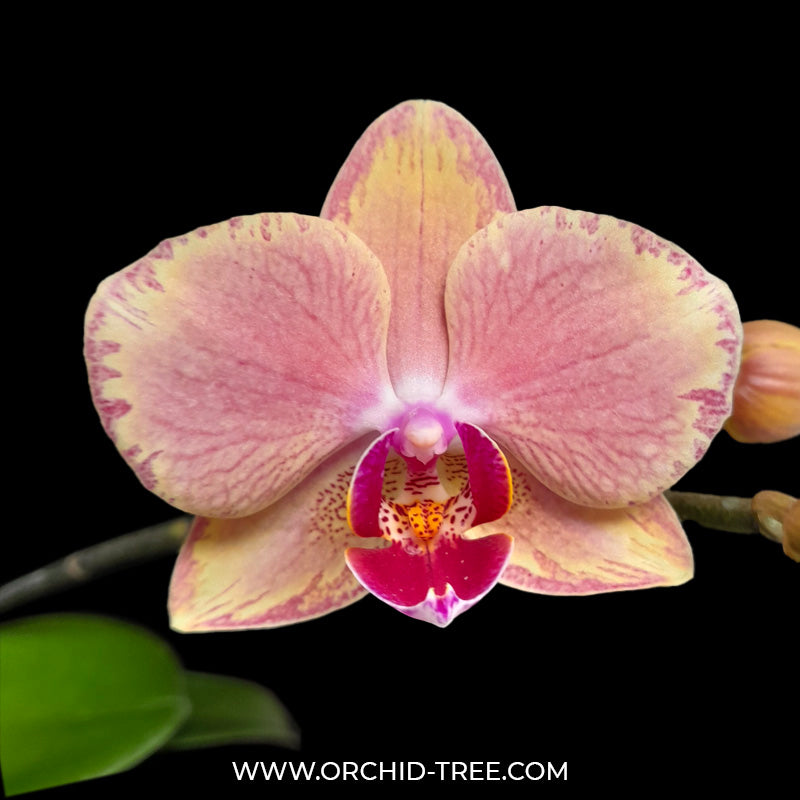 Phalaenopsis Pirate Picotee - FF