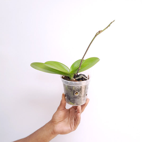 Phalaenopsis Pirate Picotee - FF
