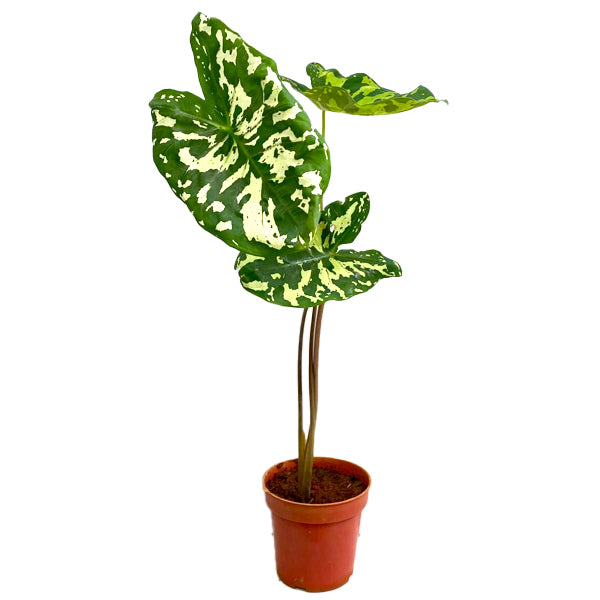 Alocasia Hilo Beauty