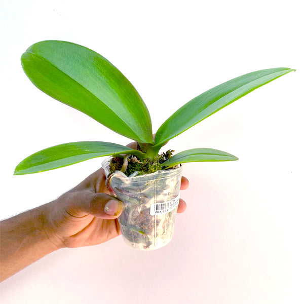 Phalaenopsis Ben Yu Coral Lady - FF