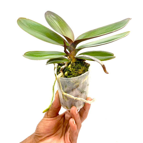 Phalaenopsis Lianher Happy Dancer - FF