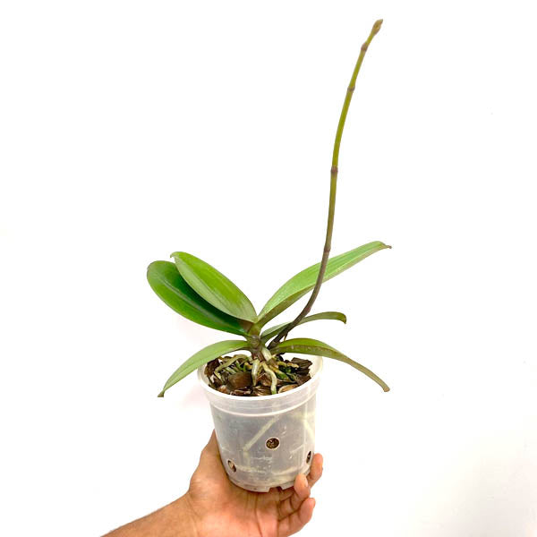 Phalaenopsis Neptune - BS