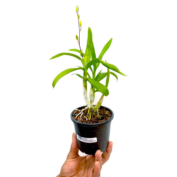 Dendrobium Pretty Princess x canaliculatum - BS