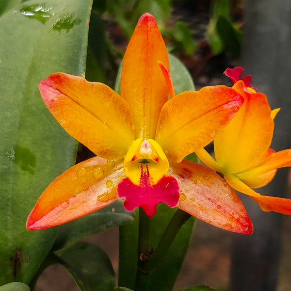 Cattleya (Ctt.) Ploenpit Fantasy 'Jairak' - BS